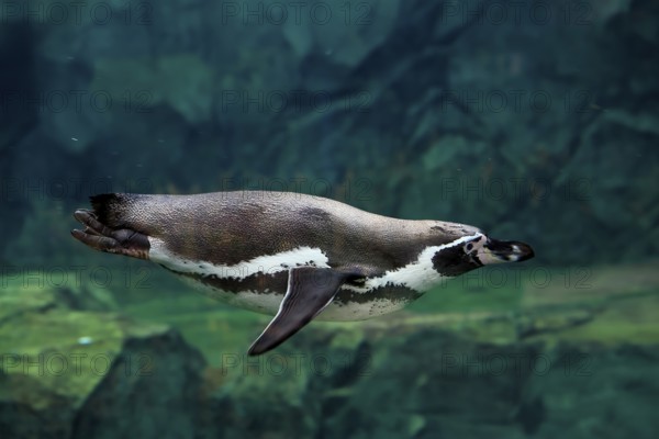 Humboldt Penguin (Spheniscus humboldti), Humboldt Penguin, adult, in the water, swimming, foraging, captive, Pacific coast, Chile, South America