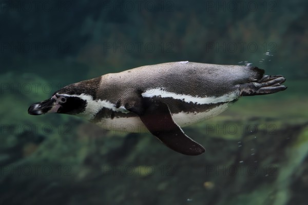 Humboldt Penguin (Spheniscus humboldti), Humboldt Penguin, adult, in the water, swimming, foraging, captive, Pacific coast, Chile, South America