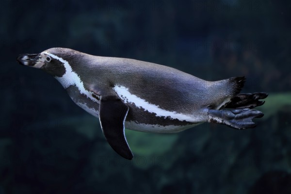 Humboldt Penguin (Spheniscus humboldti), Humboldt Penguin, adult, in the water, swimming, foraging, captive, Pacific coast, Chile, South America
