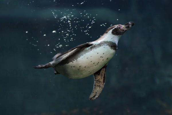 Humboldt Penguin (Spheniscus humboldti), Humboldt Penguin, adult, in the water, swimming, foraging, captive, Pacific coast, Chile, South America