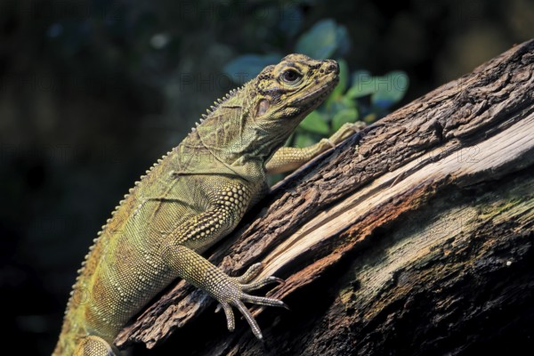 Ambon sailing lizard (Hydrosaurus amboinensis), adult, female, on land, on water, tree trunk, portrait, Southeast Asia