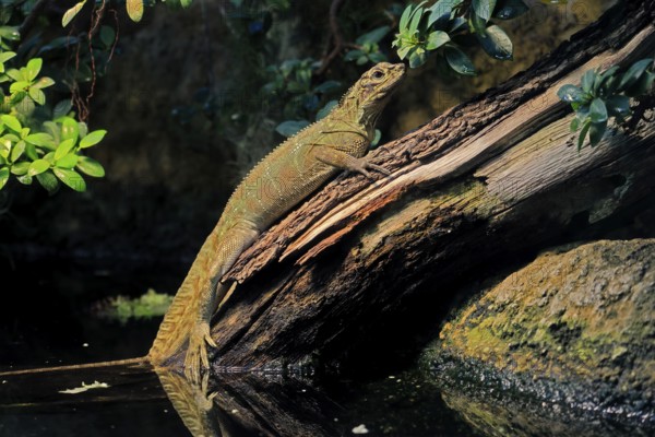 Ambon sailing lizard (Hydrosaurus amboinensis), adult, female, on land, on water, tree trunk, Southeast Asia