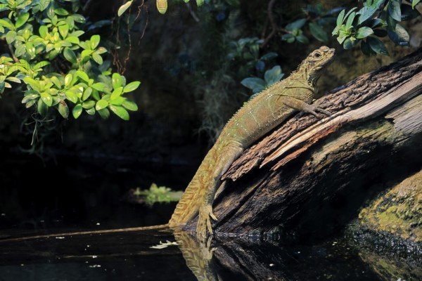 Ambon sailing lizard (Hydrosaurus amboinensis), adult, female, on land, on water, tree trunk, Southeast Asia