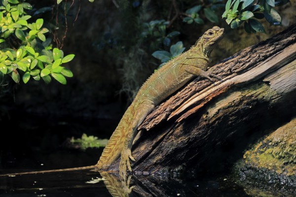 Ambon sailing lizard (Hydrosaurus amboinensis), adult, female, on land, on water, tree trunk, Southeast Asia
