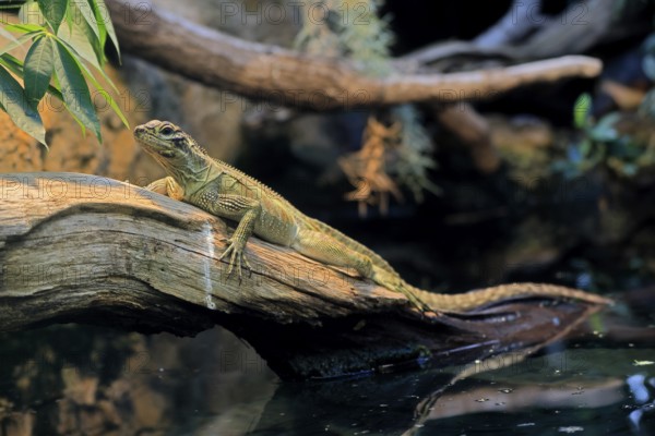 Ambon sailing lizard (Hydrosaurus amboinensis), adult, female, on land, on water, tree trunk, Southeast Asia