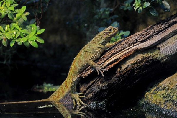 Ambon sailing lizard (Hydrosaurus amboinensis), adult, female, on land, on water, tree trunk, Southeast Asia