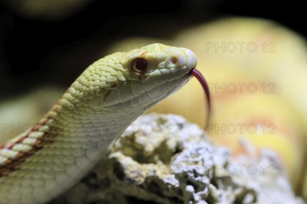 Gopher snake (Pituophis catenifer), adult, portrait, tongue, non-toxic, North America, captive