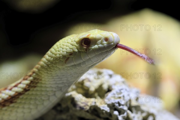 Gopher snake (Pituophis catenifer), adult, portrait, tongue, non-toxic, North America, captive