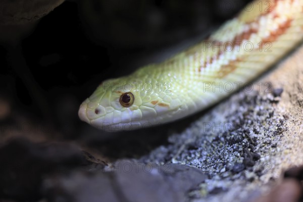 Gopher snake (Pituophis catenifer), adult, portrait, non-toxic, North America, captive