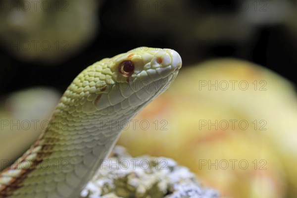 Gopher snake (Pituophis catenifer), adult, portrait, non-toxic, North America, captive