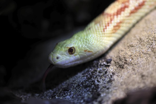 Gopher snake (Pituophis catenifer), adult, portrait, tongue, non-toxic, North America, captive
