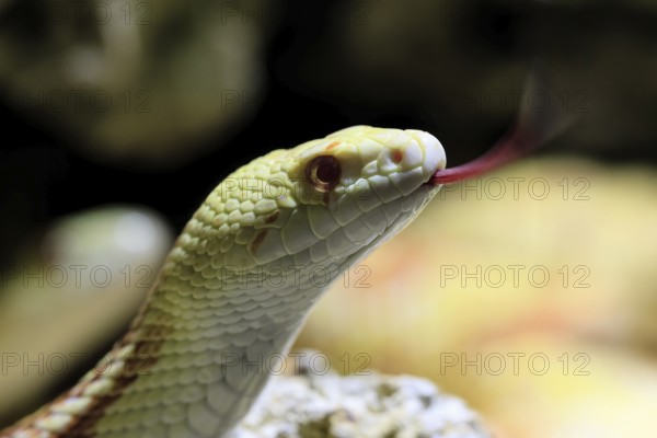 Gopher snake (Pituophis catenifer), adult, portrait, tongue, non-toxic, North America, captive