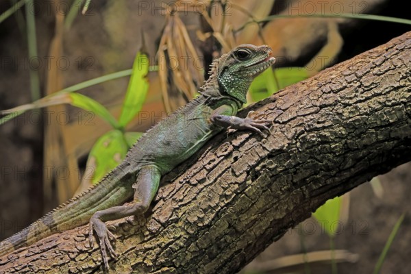 Green water dragon (Physignathus cocincinus), adult, on tree, alert, Southeast Asia, captive