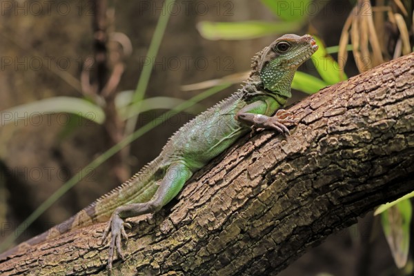 Green water dragon (Physignathus cocincinus), adult, on tree, alert, Southeast Asia, captive