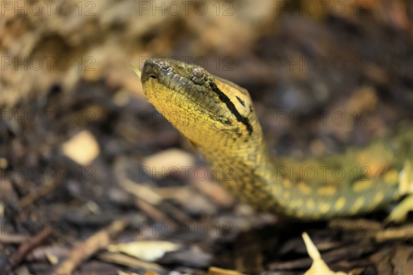 Common anaconda (Eunectes murinus), southern green anaconda, portrait, on ground, South America, captive