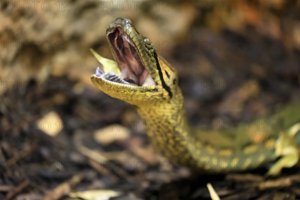 Common anaconda (Eunectes murinus), southern green anaconda, portrait, on ground, South America, captive