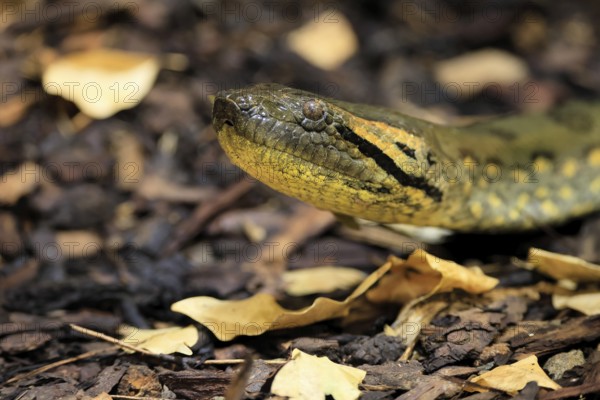Common anaconda (Eunectes murinus), southern green anaconda, portrait, on ground, South America, captive