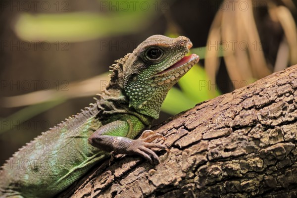 Green water dragon (Physignathus cocincinus), adult, on tree, alert, portrait, Southeast Asia, captive