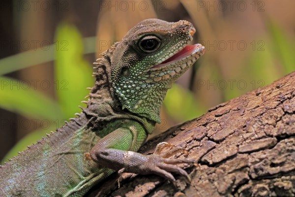 Green water dragon (Physignathus cocincinus), adult, on tree, alert, portrait, Southeast Asia, captive
