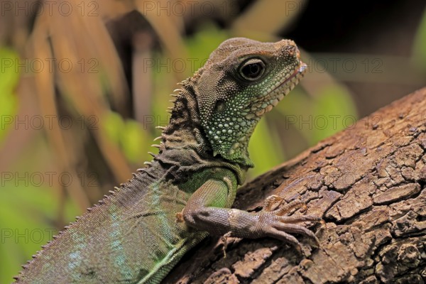 Green water dragon (Physignathus cocincinus), adult, on tree, alert, portrait, Southeast Asia, captive