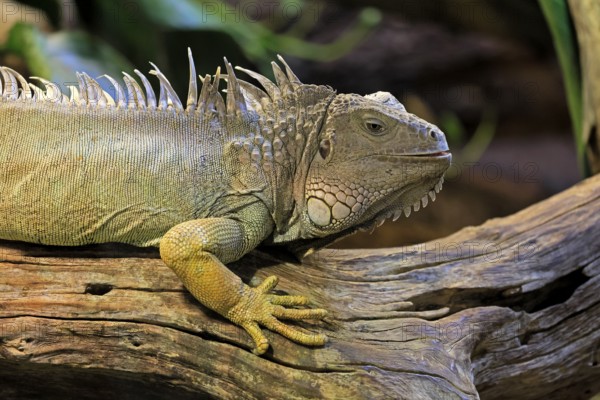 Green iguana (Iguana iguana), on tree, alert, portrait, South America, captive
