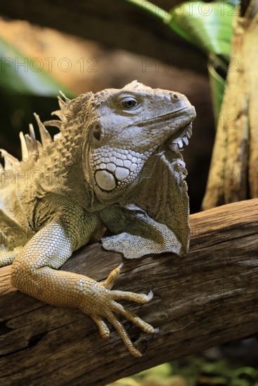 Green iguana (Iguana iguana), on tree, alert, portrait, South America, captive