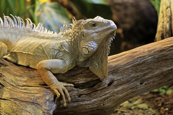 Green iguana (Iguana iguana), on tree, alert, portrait, South America, captive