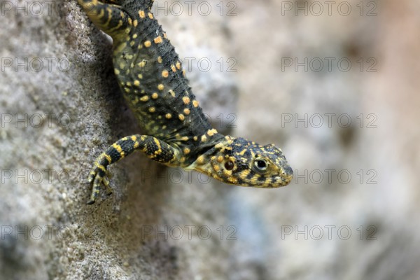 Hardun (Stellagama stellio), adult, rock, vigilant, portrait, Greece, Europe, captive