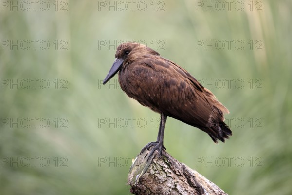 Hammerhead (Scopus umbretta), shadow bird, adult, perch, alert, South Africa