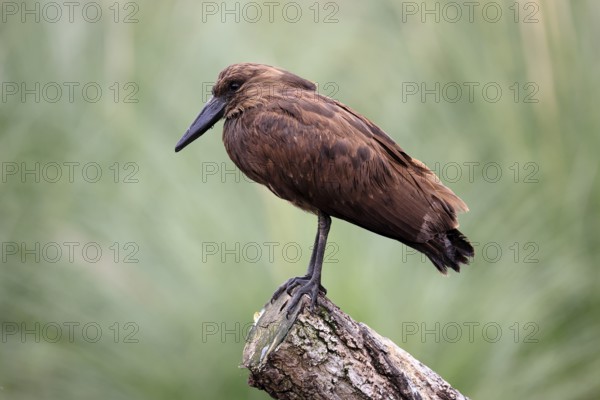 Hammerhead (Scopus umbretta), shadow bird, adult, perch, alert, South Africa