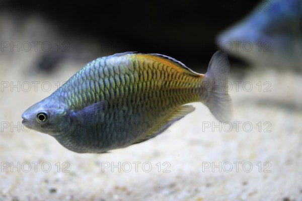Harlequin rainbowfish (Melanotaenia boesemani), in water, foraging, swimming, captive, New Guinea, Oceania