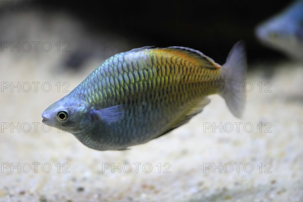 Harlequin rainbowfish (Melanotaenia boesemani), in water, foraging, swimming, captive, New Guinea, Oceania