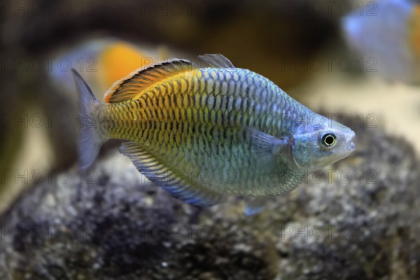 Harlequin rainbowfish (Melanotaenia boesemani), in water, foraging, swimming, captive, New Guinea, Oceania