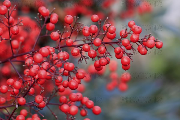 Sky bamboo (Nandina domestica) shrub, berries, fruits, red, barberry plant, evergreen, in autumn, Rhineland-Palatinate, Germany, Europe, Germany