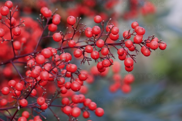 Sky bamboo (Nandina domestica) shrub, berries, fruits, red, barberry plant, evergreen, in autumn, Rhineland-Palatinate, Germany, Europe, Germany