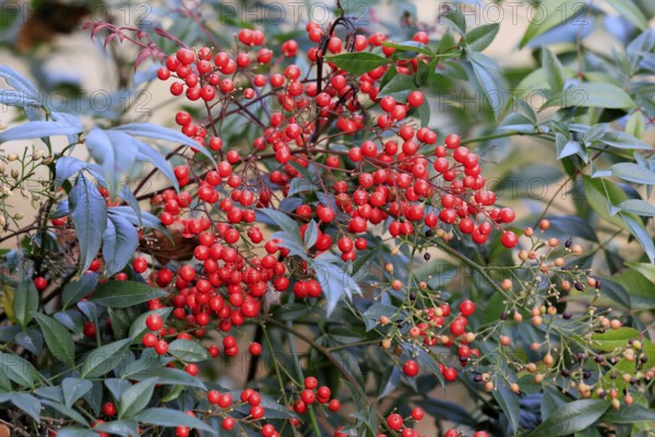 Sky bamboo (Nandina domestica) shrub, berries, fruits, red, barberry plant, evergreen, in autumn, Rhineland-Palatinate, Germany, Europe, Germany