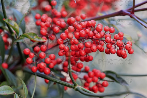 Sky bamboo (Nandina domestica) shrub, berries, fruits, red, barberry plant, evergreen, in autumn, Rhineland-Palatinate, Germany, Europe, Germany