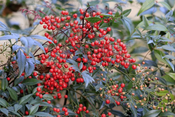 Sky bamboo (Nandina domestica) shrub, berries, fruits, red, barberry plant, evergreen, in autumn, Rhineland-Palatinate, Germany, Europe, Germany