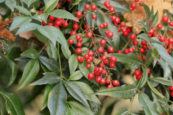 Sky bamboo (Nandina domestica) shrub, berries, fruits, red, barberry plant, evergreen, in autumn, Rhineland-Palatinate, Germany, Europe, Germany