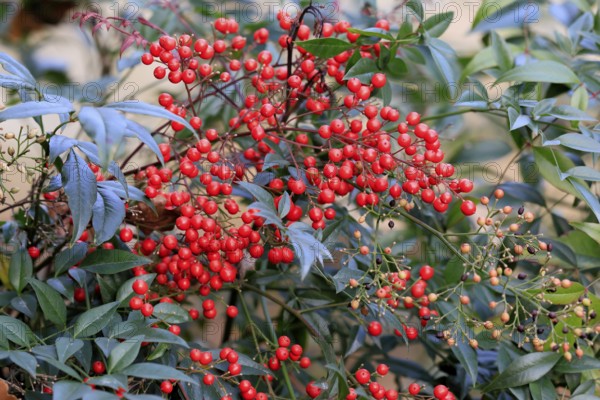 Sky bamboo (Nandina domestica) shrub, berries, fruits, red, barberry plant, evergreen, in autumn, Rhineland-Palatinate, Germany, Europe, Germany