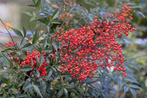 Sky bamboo (Nandina domestica) shrub, berries, fruits, red, barberry plant, evergreen, in autumn, Rhineland-Palatinate, Germany, Europe, Germany