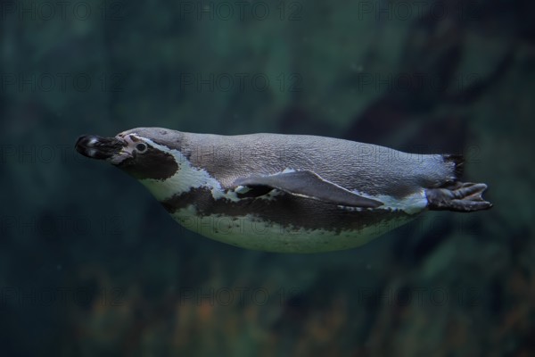 Humboldt Penguin (Spheniscus humboldti), Humboldt Penguin, adult, in the water, swimming, foraging, captive, Pacific coast, Chile, South America