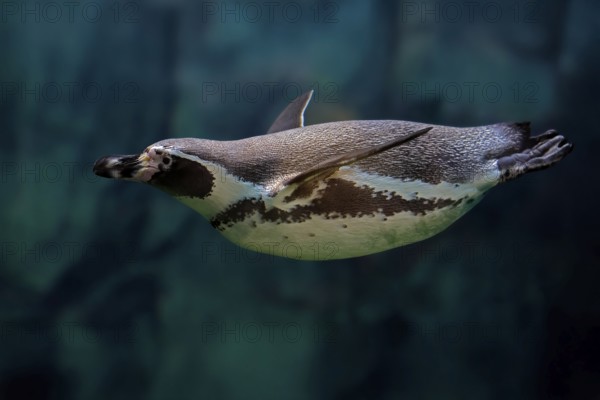 Humboldt Penguin (Spheniscus humboldti), Humboldt Penguin, adult, in the water, swimming, foraging, captive, Pacific coast, Chile, South America