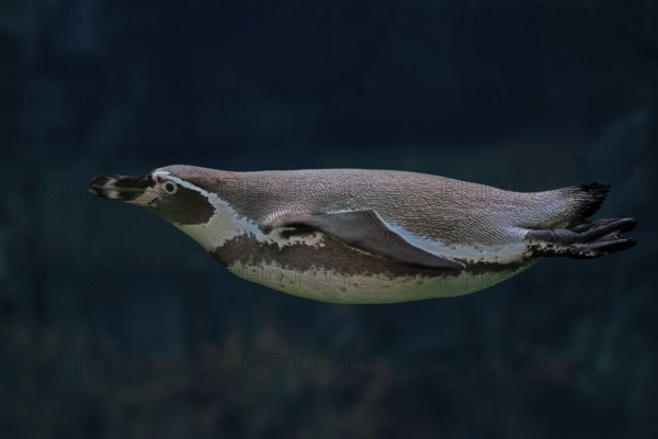 Humboldt Penguin (Spheniscus humboldti), Humboldt Penguin, adult, in the water, swimming, foraging, captive, Pacific coast, Chile, South America