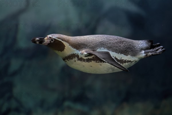 Humboldt Penguin (Spheniscus humboldti), Humboldt Penguin, adult, in the water, swimming, foraging, captive, Pacific coast, Chile, South America