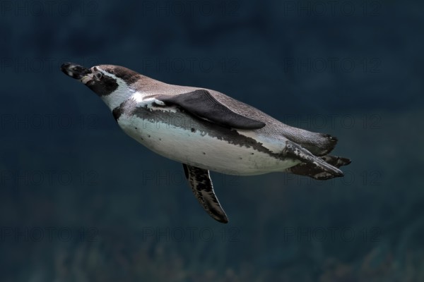 Humboldt Penguin (Spheniscus humboldti), Humboldt Penguin, adult, in the water, swimming, foraging, captive, Pacific coast, Chile, South America