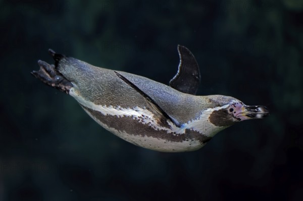 Humboldt Penguin (Spheniscus humboldti), Humboldt Penguin, adult, in the water, swimming, foraging, captive, Pacific coast, Chile, South America