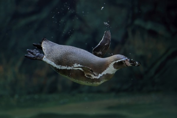 Humboldt Penguin (Spheniscus humboldti), Humboldt Penguin, adult, in the water, swimming, foraging, captive, Pacific coast, Chile, South America