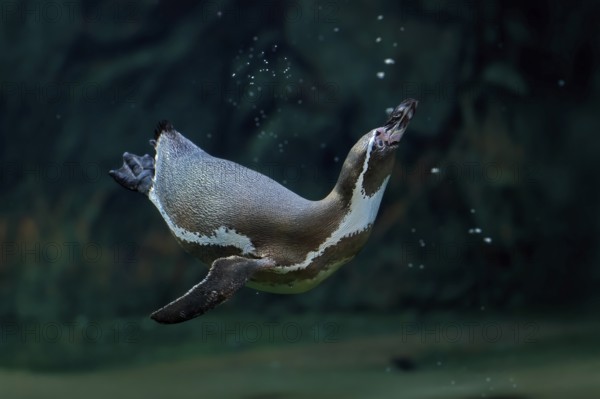 Humboldt Penguin (Spheniscus humboldti), Humboldt Penguin, adult, in the water, swimming, foraging, captive, Pacific coast, Chile, South America