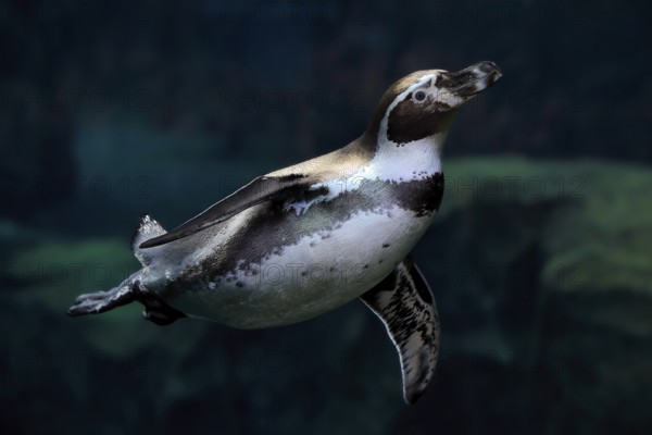 Humboldt Penguin (Spheniscus humboldti), Humboldt Penguin, adult, in the water, swimming, foraging, captive, Pacific coast, Chile, South America